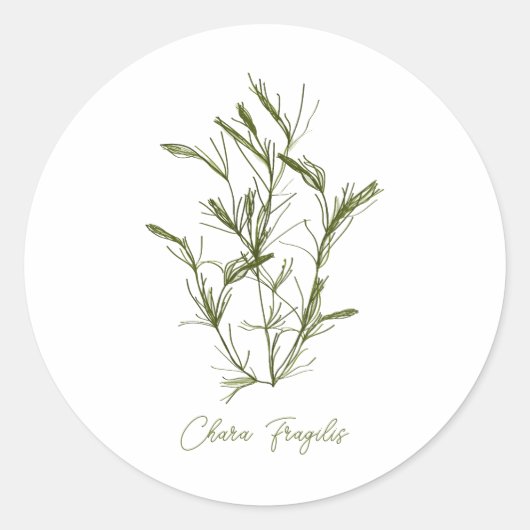Chara Fragilis Meer-Inspiriert Runder Aufkleber (Vorderseite)