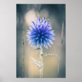 Chardon Bleu Poster (Vorne)
