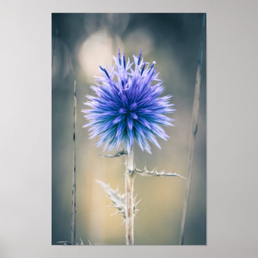 Chardon Bleu Poster (Vorne)