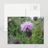 Chardon des champs postkarte (Vorne/Hinten)