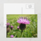Chardon vulgaire postkarte (Vorne/Hinten)