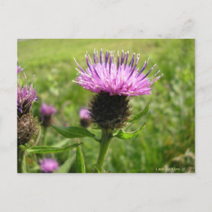 Chardon vulgaire postkarte