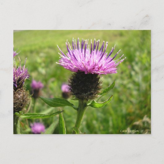 Chardon vulgaire postkarte (Vorderseite)