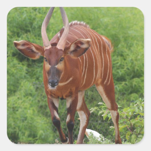 Chargin Quadratischer Aufkleber (Vorderseite)