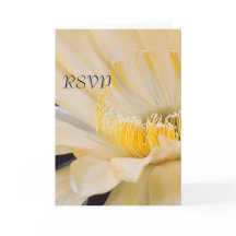 Charlemagne Echinopsis in blühender UAWG