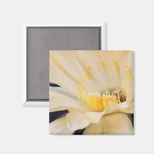 Charlemagne Echinopsis in Blüte Magnet (Vorderseite/Rückseite)