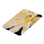 Charlemagne Echinopsis in Blüte Magnet (Linke Seite)