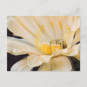 Charlemagne Echinopsis in Blüte Postkarte