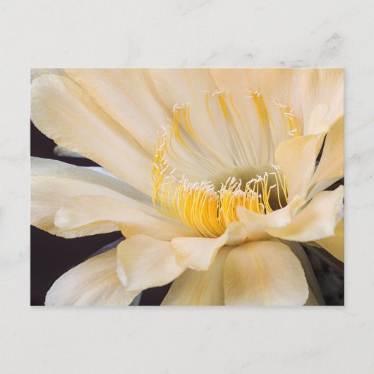 Charlemagne Echinopsis in Blüte Postkarte (Vorderseite)
