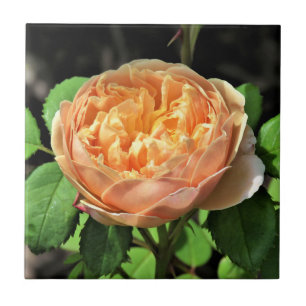 Charles Darwin Rose, gelb-weiß Fliese