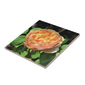 Charles Darwin Rose, gelb-weiß Fliese (Seite)