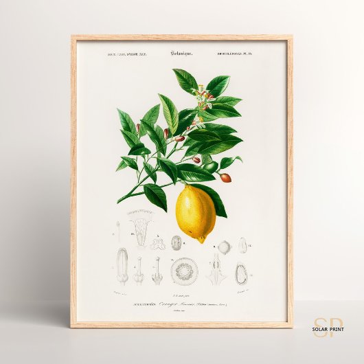 Charles Dessalines D Orbigny Lemon Citrus Limoniu Poster