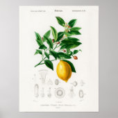 Charles Dessalines D Orbigny Lemon Citrus Limoniu Poster (Vorne)