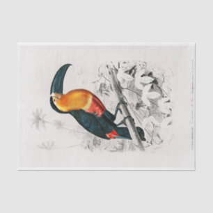 Charles Dessalines D' Orbigny Toucan Seidenpapier