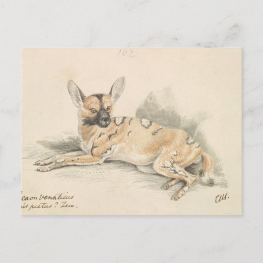 Charles Hamilton Smith - African Wild Dog Postkarte (Vorderseite)