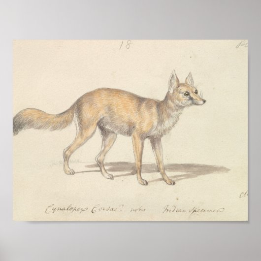 Charles Hamilton Smith - Corsac Dog-Fox Poster (Vorne)