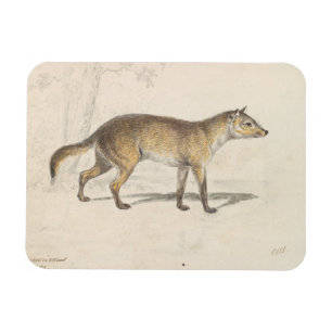 Charles Hamilton Smith - Crabodago Aguara Fox Magnet
