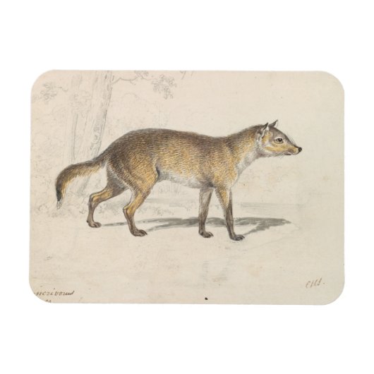 Charles Hamilton Smith - Crabodago Aguara Fox Magnet (Horizontal)