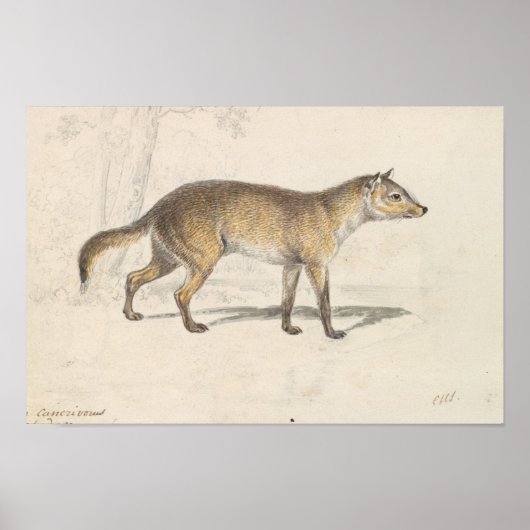 Charles Hamilton Smith - Crabodago Aguara Fox Poster (Vorne)