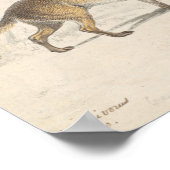 Charles Hamilton Smith - Crabodago Aguara Fox Poster (Ecke)