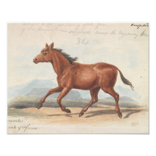 Charles Hamilton Smith - Das Koomrah-Pferd Fotodruck