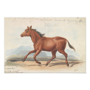 Charles Hamilton Smith - Das Koomrah-Pferd Fotodruck