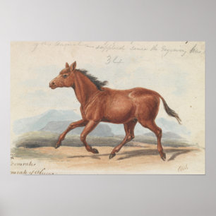 Charles Hamilton Smith - Das Koomrah-Pferd Poster