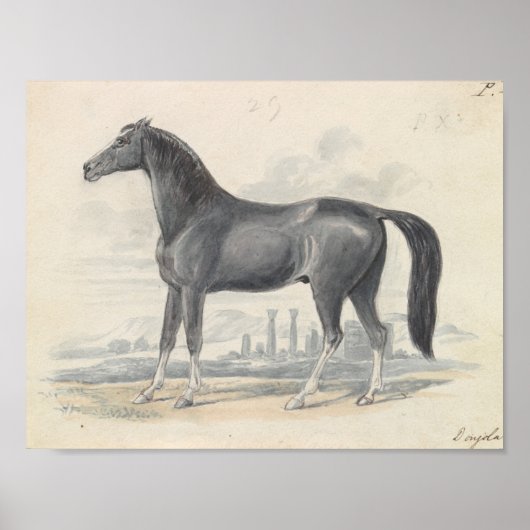Charles Hamilton Smith - Dongola Horse Poster (Vorne)