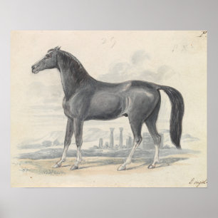 Charles Hamilton Smith - Dongola Horse Poster