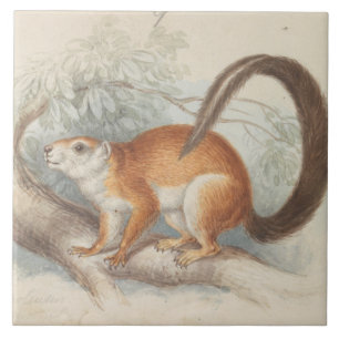 Charles Hamilton Smith - Duvaucel's Eichhörnchen Fliese