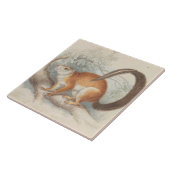 Charles Hamilton Smith - Duvaucel's Eichhörnchen Fliese (Seite)