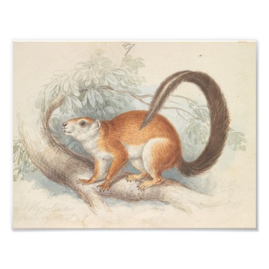 Charles Hamilton Smith - Duvaucel's Eichhörnchen Fotodruck (Vorne)