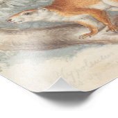 Charles Hamilton Smith - Duvaucel's Eichhörnchen Fotodruck (Ecke)