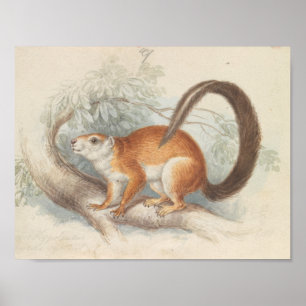 Charles Hamilton Smith - Duvaucel's Eichhörnchen Poster