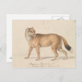 Charles Hamilton Smith - Falkland Islands Wolf Postkarte (Vorne/Hinten)