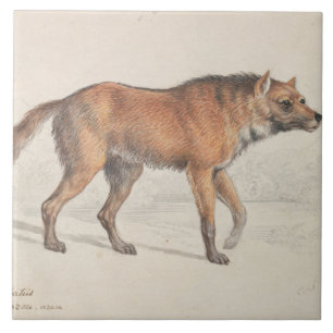 Charles Hamilton Smith - Maned Wolf Fliese