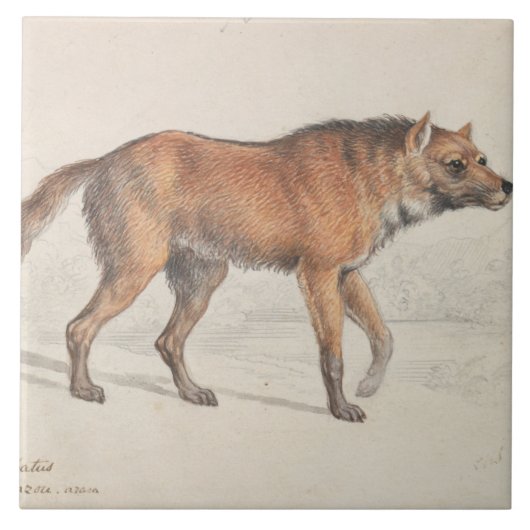Charles Hamilton Smith - Maned Wolf Fliese (Vorderseite)