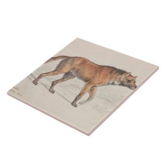 Charles Hamilton Smith - Maned Wolf Fliese (Seite)