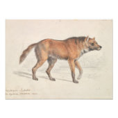 Charles Hamilton Smith - Maned Wolf Fotodruck (Vorne)