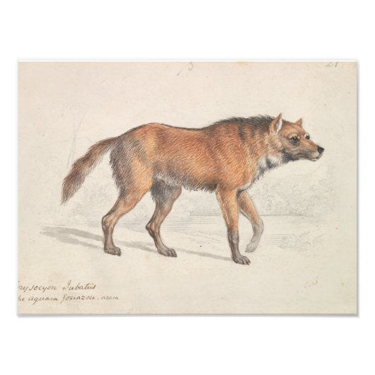 Charles Hamilton Smith - Maned Wolf Fotodruck (Vorne)