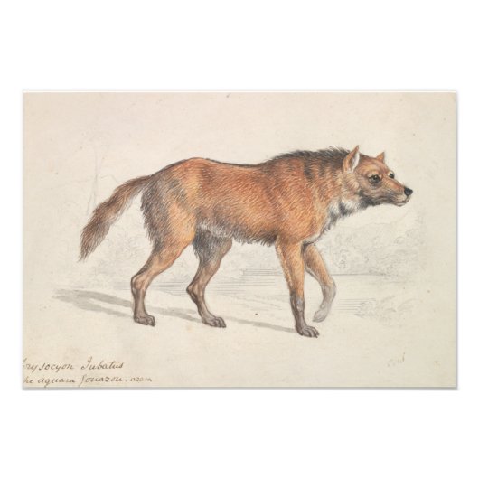 Charles Hamilton Smith - Maned Wolf Fotodruck (Vorne)