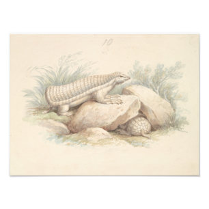 Charles Hamilton Smith - Pink Fairy Armadillo Fotodruck