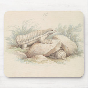 Charles Hamilton Smith - Pink Fairy Armadillo Mousepad