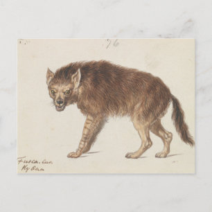 Charles Hamilton Smith - The Brown Hyena Postkarte