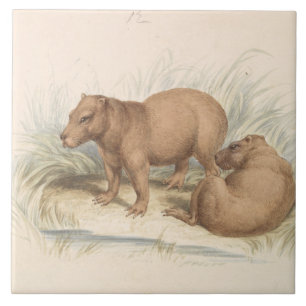 Charles Hamilton Smith - The Capybara Fliese