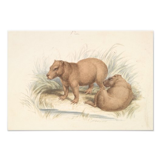 Charles Hamilton Smith - The Capybara Fotodruck (Vorne)