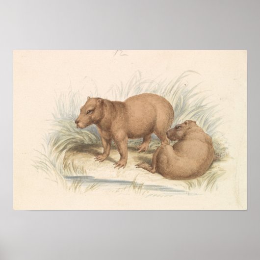 Charles Hamilton Smith - The Capybara Poster (Vorne)