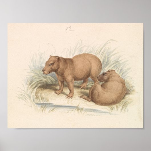 Charles Hamilton Smith - The Capybara Poster (Vorne)