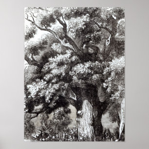 Charles II versteckt im Eichenbaum Poster