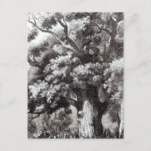 Charles II versteckt im Eichenbaum Postkarte
